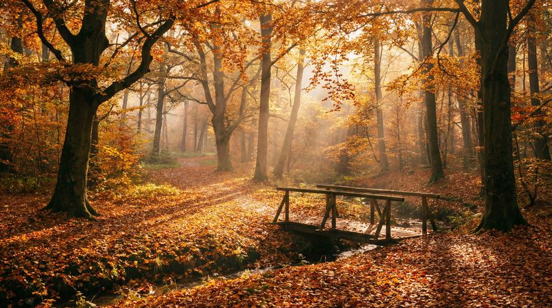 校花传媒秋日风景